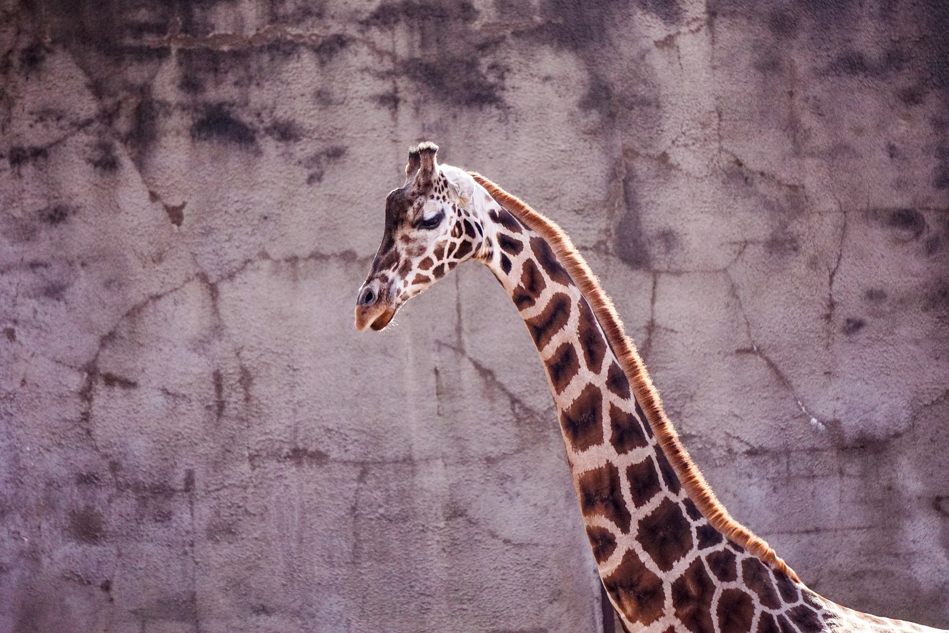 Girafe devant un mur gris